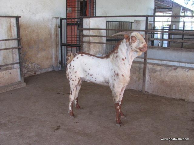 Barbari Goat