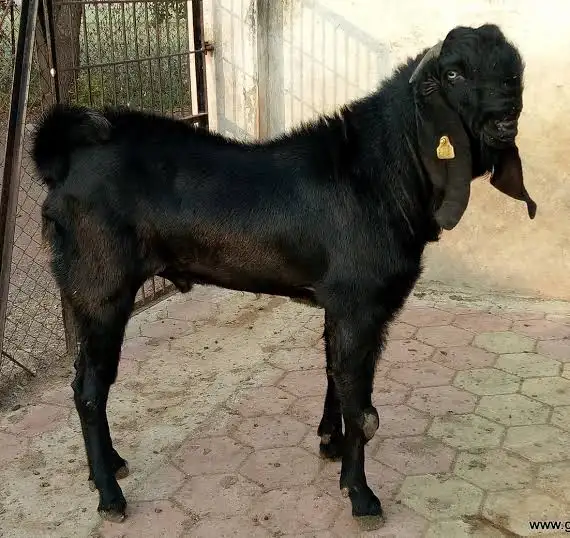 Beetal Goat