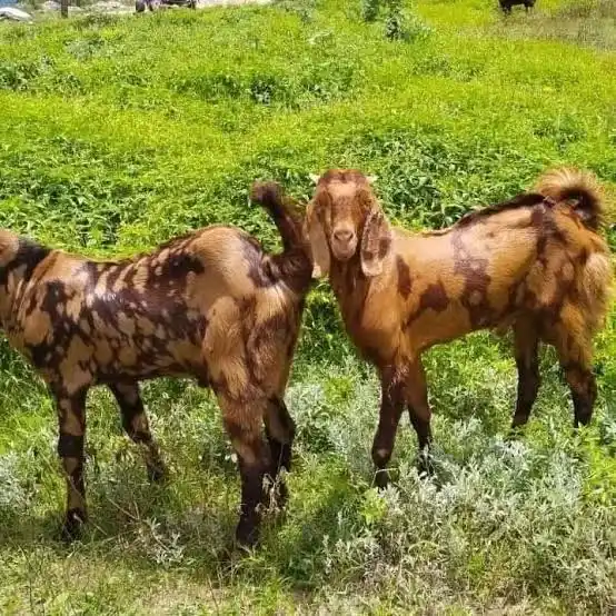 Sirohi Goat