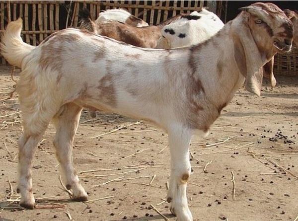 Jamunapari Goat