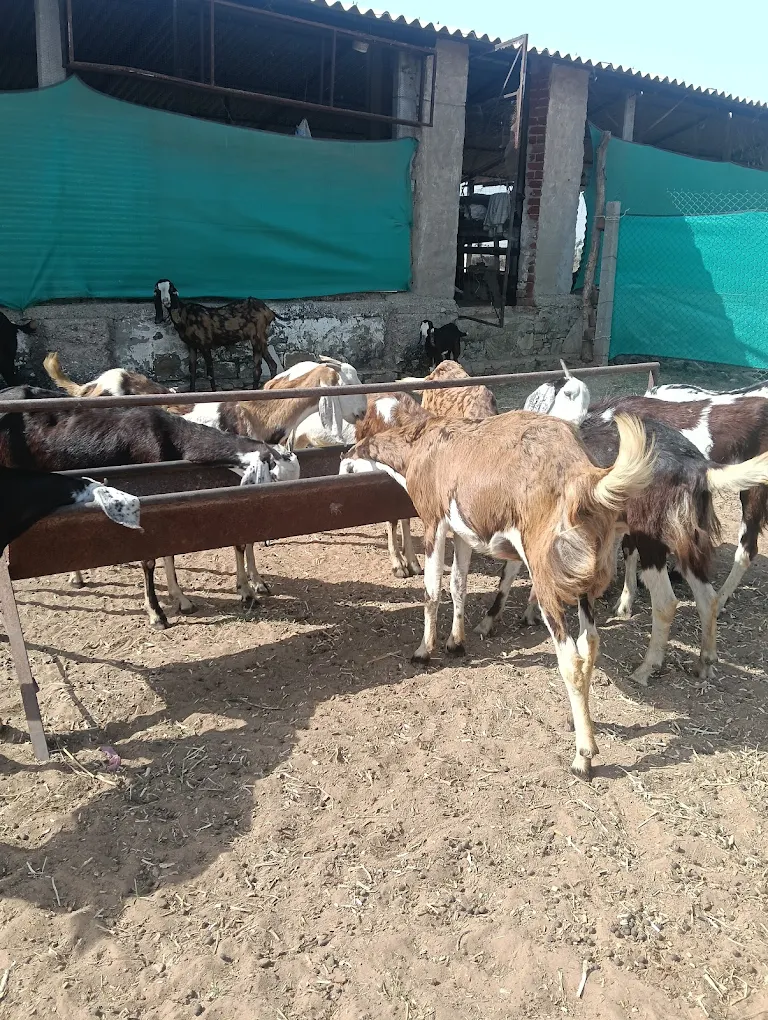 Goats at farm
