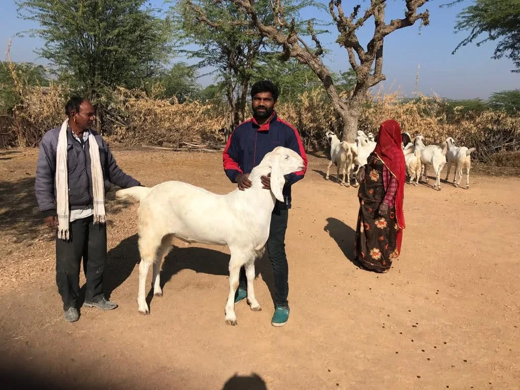 Ajmer Local Goat