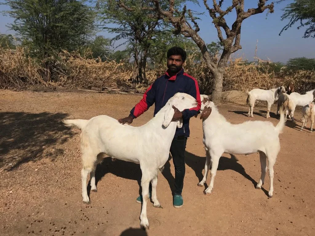 Khanna Goat Farm